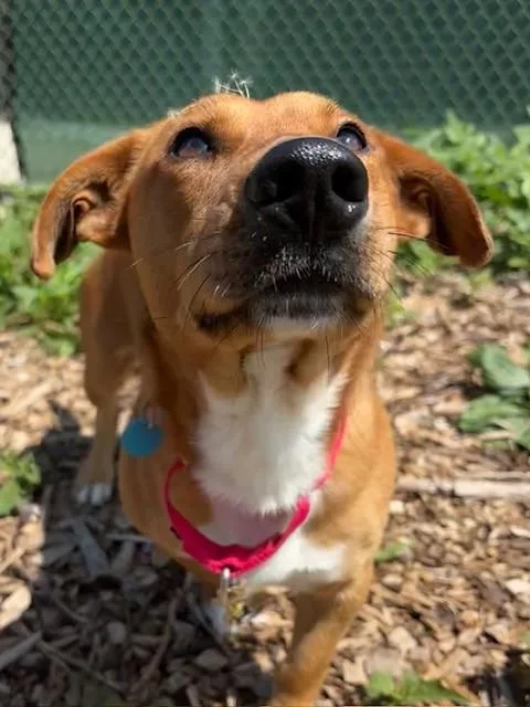 A young medium-sized male Beagle dog named Sheriff Shrimp for adoption in Leesburg, VA
