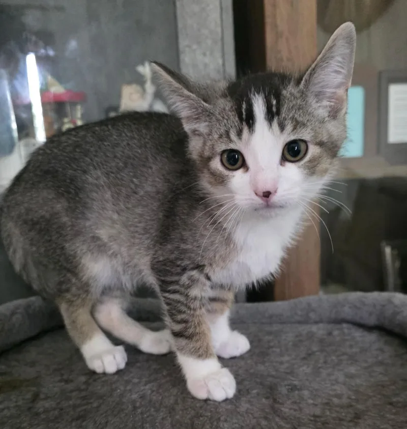 A young medium-sized male Tabby (Gray / Blue / Silver) Domestic Short Hair cat named Nester for adoption in Chicago Ridge, IL