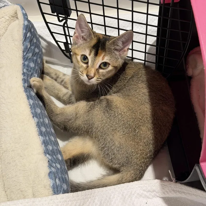 A baby medium-sized female Tabby (Brown / Chocolate) Domestic Short Hair cat named Sultana for adoption in Chattanooga, TN