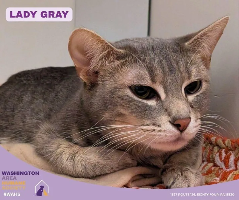 An adult medium-sized female Tabby (Gray / Blue / Silver) Domestic Short Hair cat named Lady Gray for adoption in Eighty Four, PA