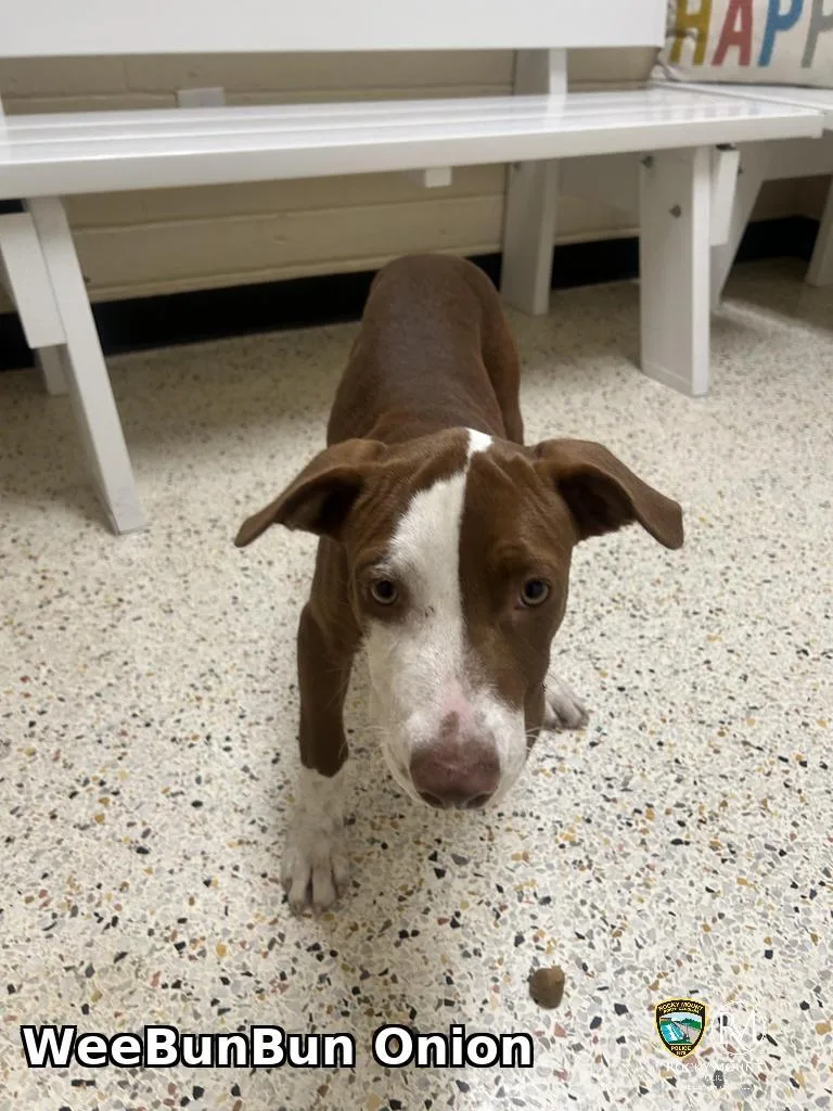 An adult medium-sized female Pit Bull Terrier dog named WeeBunBun Onion for adoption in Rocky Mount, NC