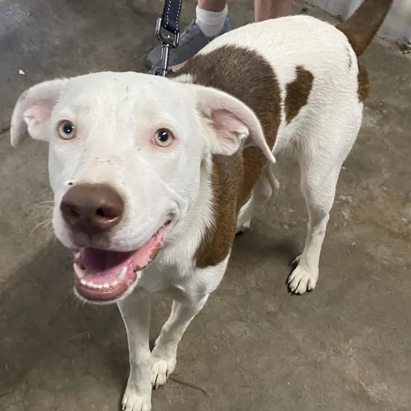 A young large-sized female White / Cream Mixed Breed dog named Bingo for adoption in Corbin, KY