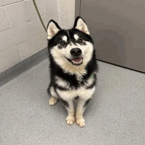 A young medium-sized male Husky dog named Soren for adoption in Indianapolis, IN