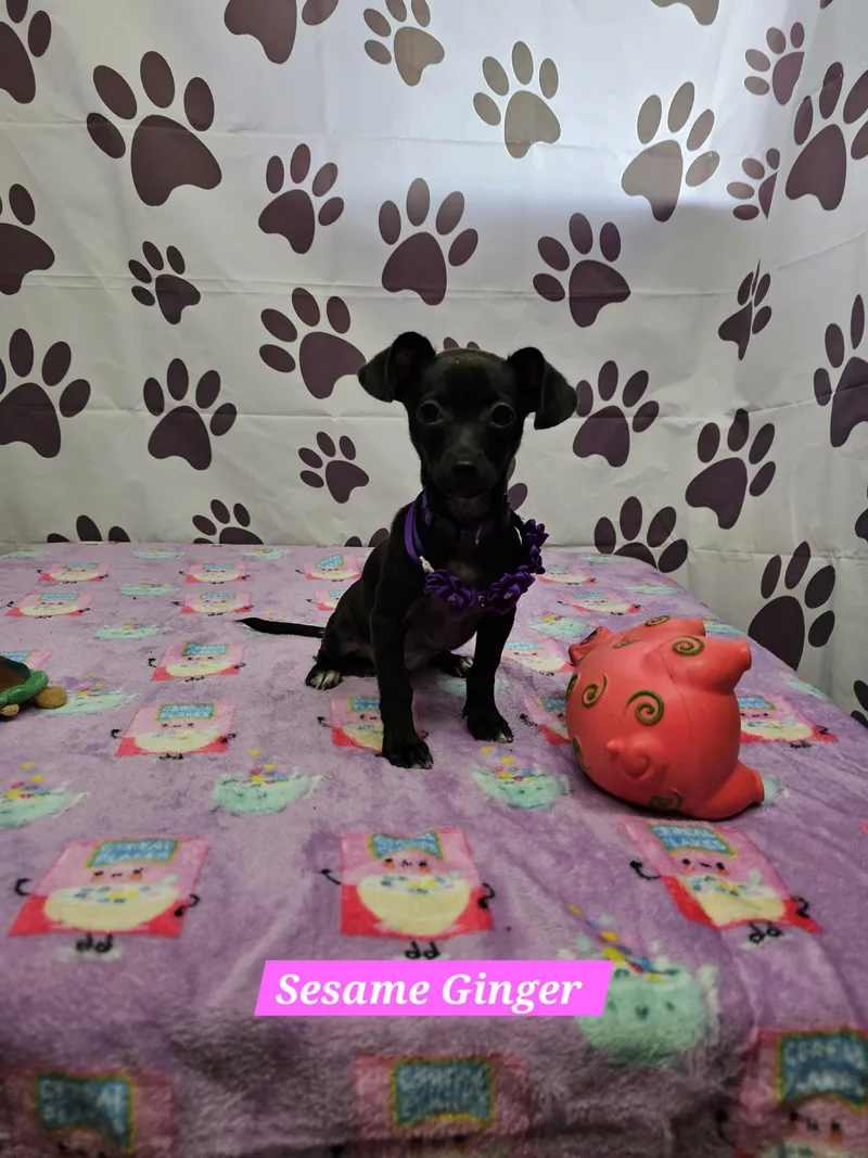 A young medium-sized female Chihuahua dog named Sesame Ginger for adoption in Metairie, LA