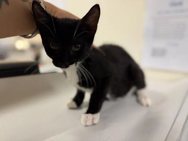 A baby small-sized male Domestic Short Hair cat named Tux for adoption in Miami, FL