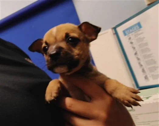 A baby small-sized female Chihuahua dog named Elena for adoption in Albuquerque, NM