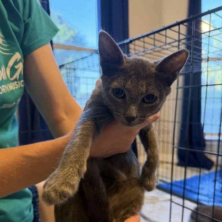 A baby small-sized male Gray / Blue / Silver American Shorthair cat named Popsicle for adoption in Freeport, FL