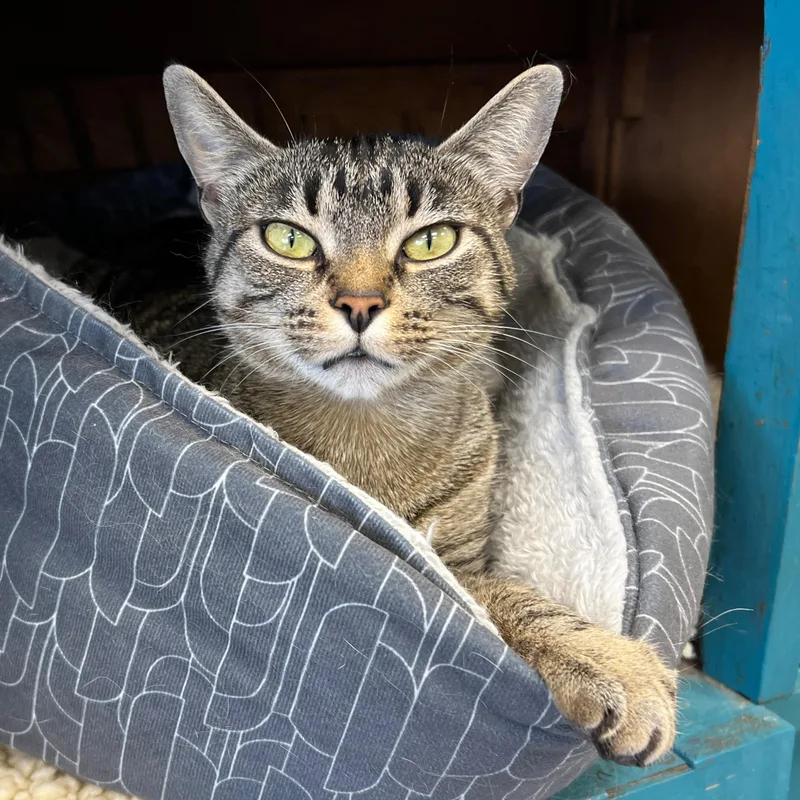 A young medium-sized female Tabby (Brown / Chocolate) Tabby cat named Leela for adoption in Grand Rapids, MI