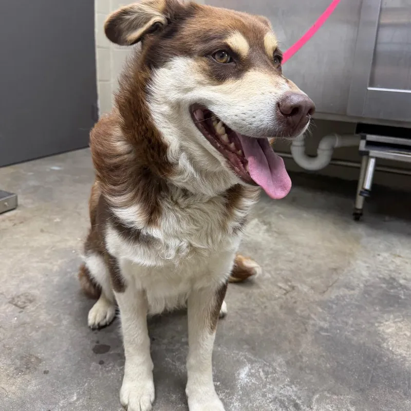 An adult large-sized male Red / Chestnut / Orange Husky dog named Wolfie for adoption in Madisonville, KY