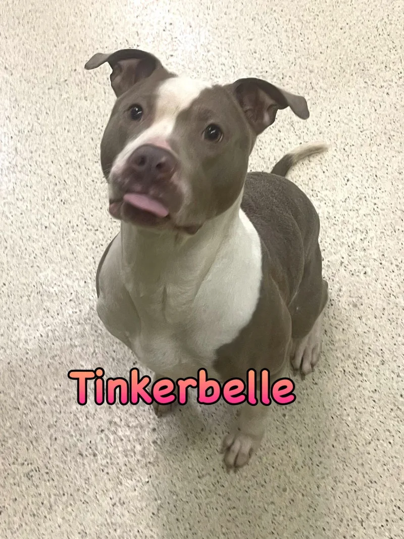 Tinkerbelle