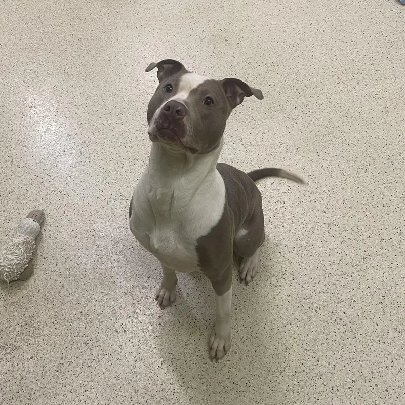 Tinkerbelle thumbnail 2