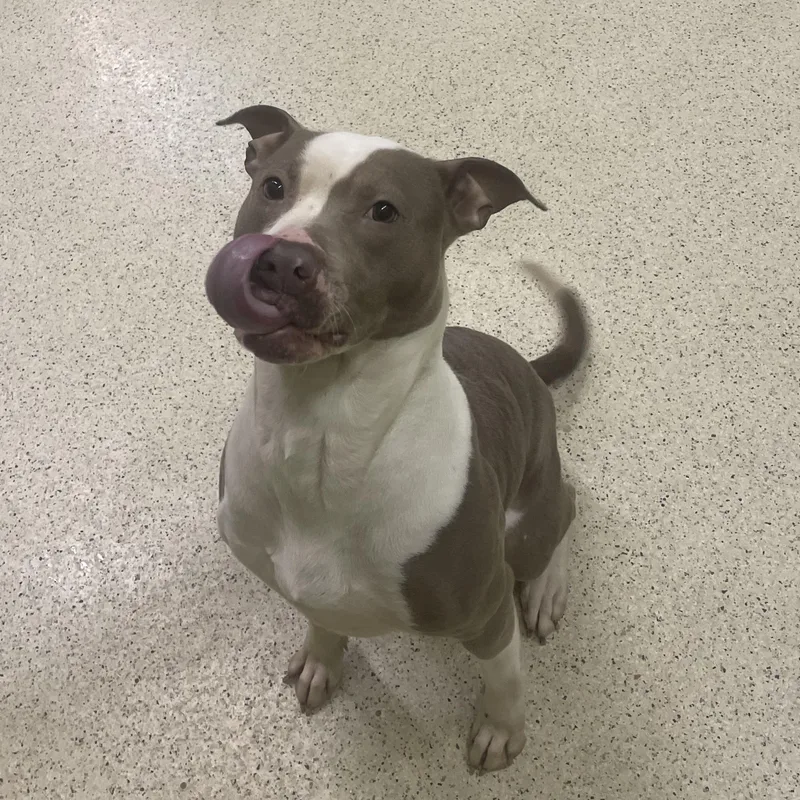 Tinkerbelle thumbnail 3