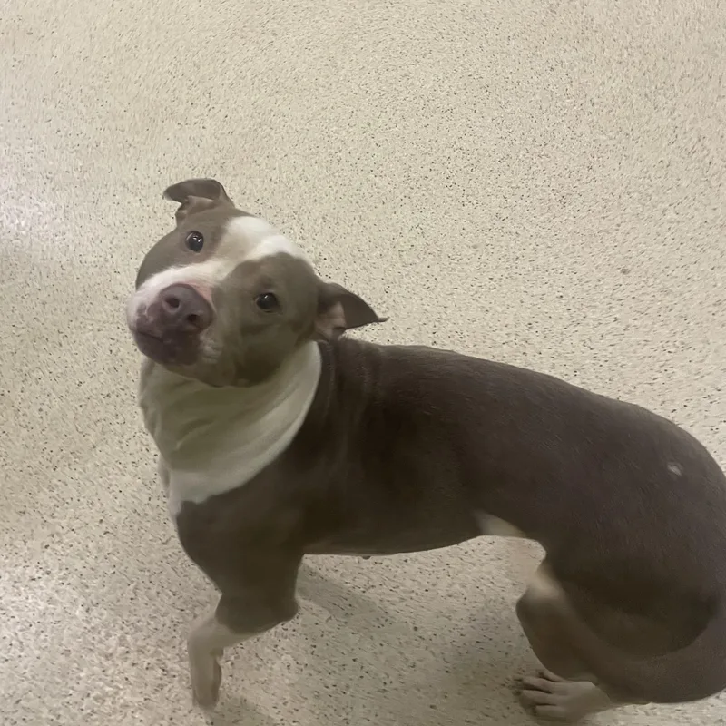 Tinkerbelle thumbnail 4