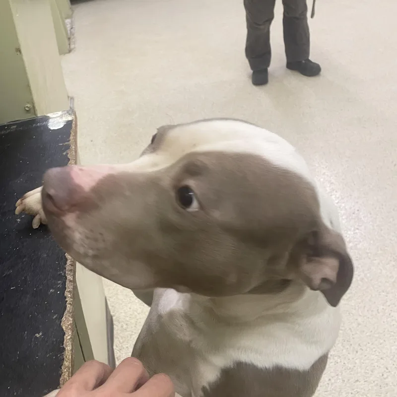 Tinkerbelle thumbnail 5