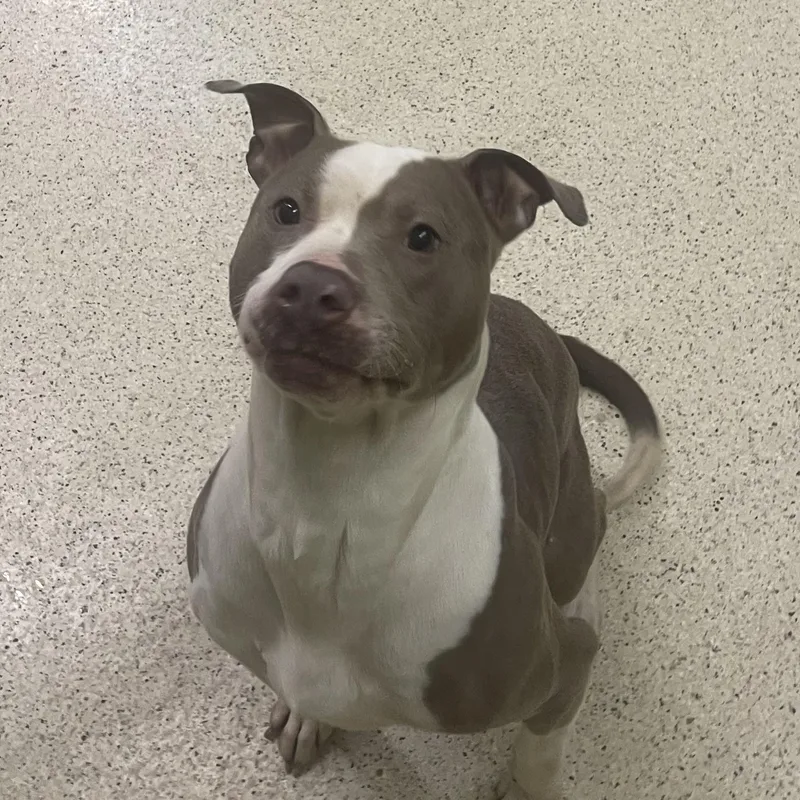 Tinkerbelle thumbnail 6