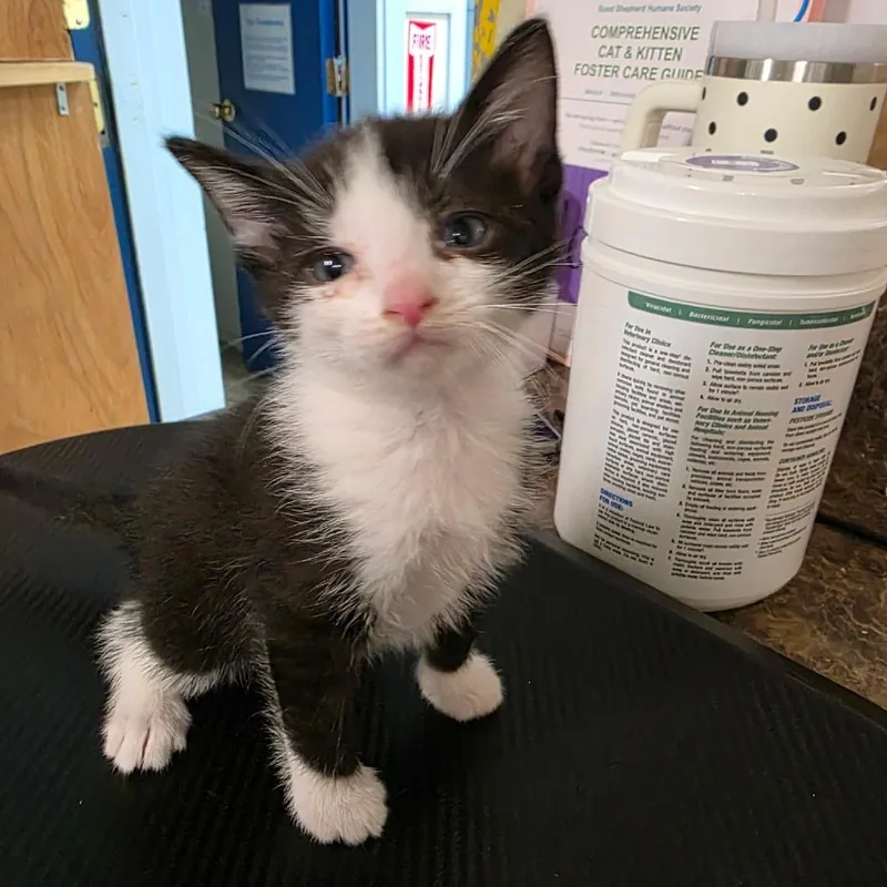 A baby small-sized male Black Domestic Short Hair cat named Kanga for adoption in Eureka Springs, AR
