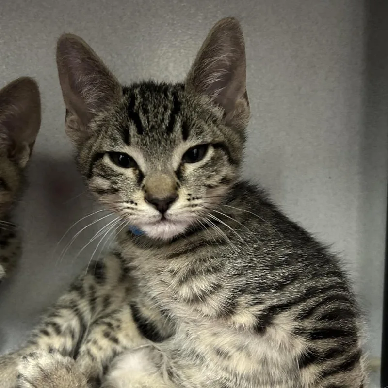 A baby small-sized male Brown / Chocolate Domestic Short Hair cat named Cannoli for adoption in Dover, NH