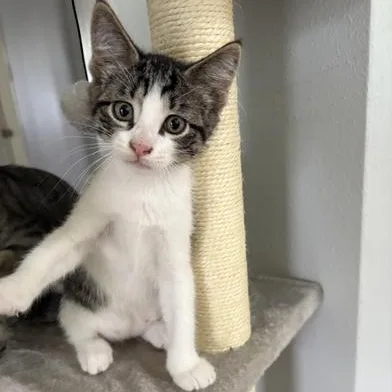 A baby medium-sized male Tabby (Gray / Blue / Silver) Domestic Medium Hair cat named Sully for adoption in Liverpool, TX