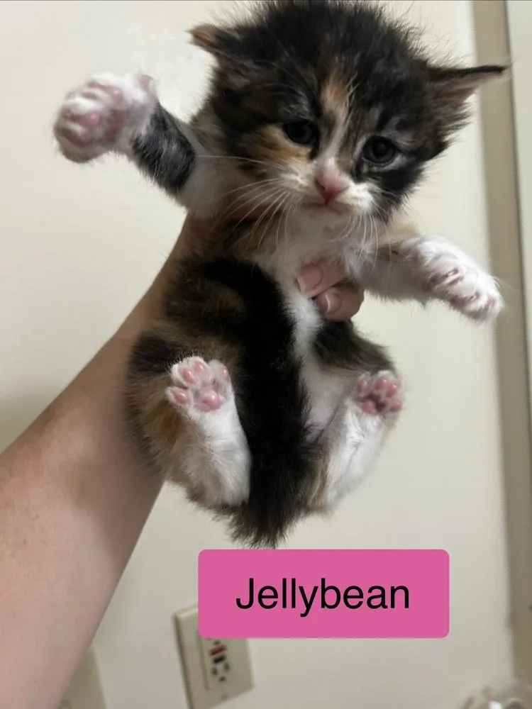 A baby medium-sized female Black & White / Tuxedo Domestic Short Hair cat named Jellybean for adoption in Clinton Township, MI