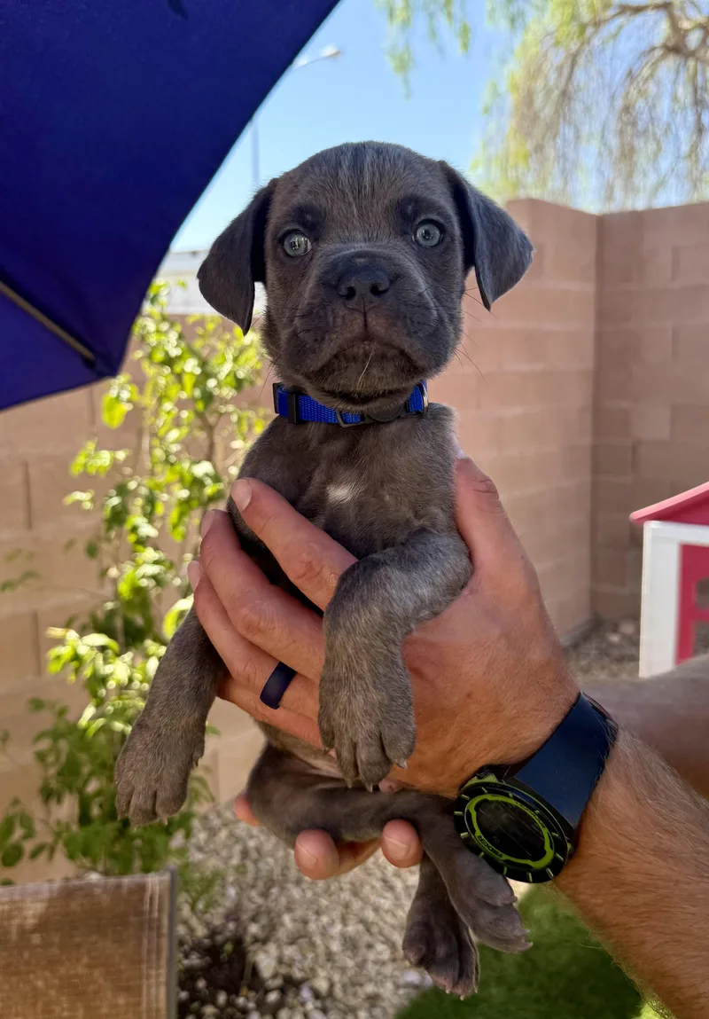 A baby medium-sized male Mixed Breed dog named Zach for adoption in Henderson, NV