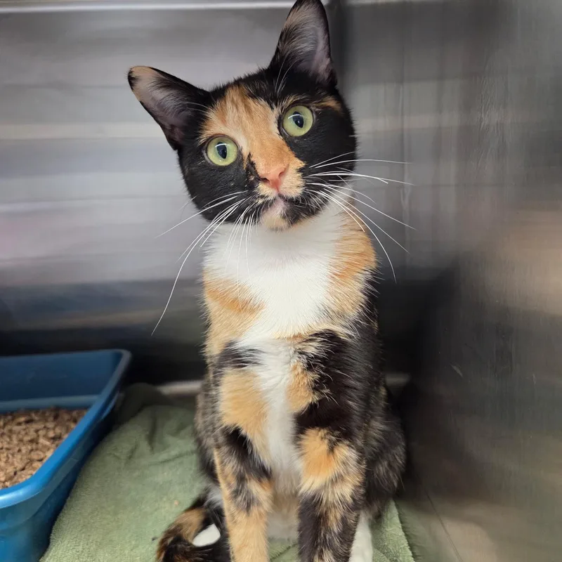 A young medium-sized female Domestic Short Hair cat named Sky for adoption in Warwick, RI