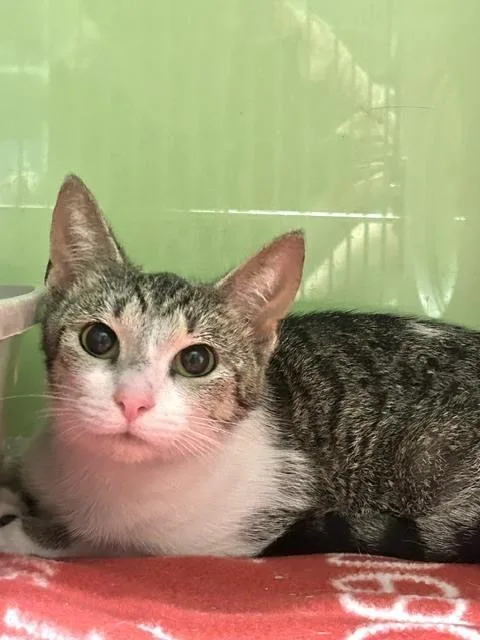 A baby medium-sized female Domestic Short Hair cat named Lucy Hathaway for adoption in Muskegon, MI