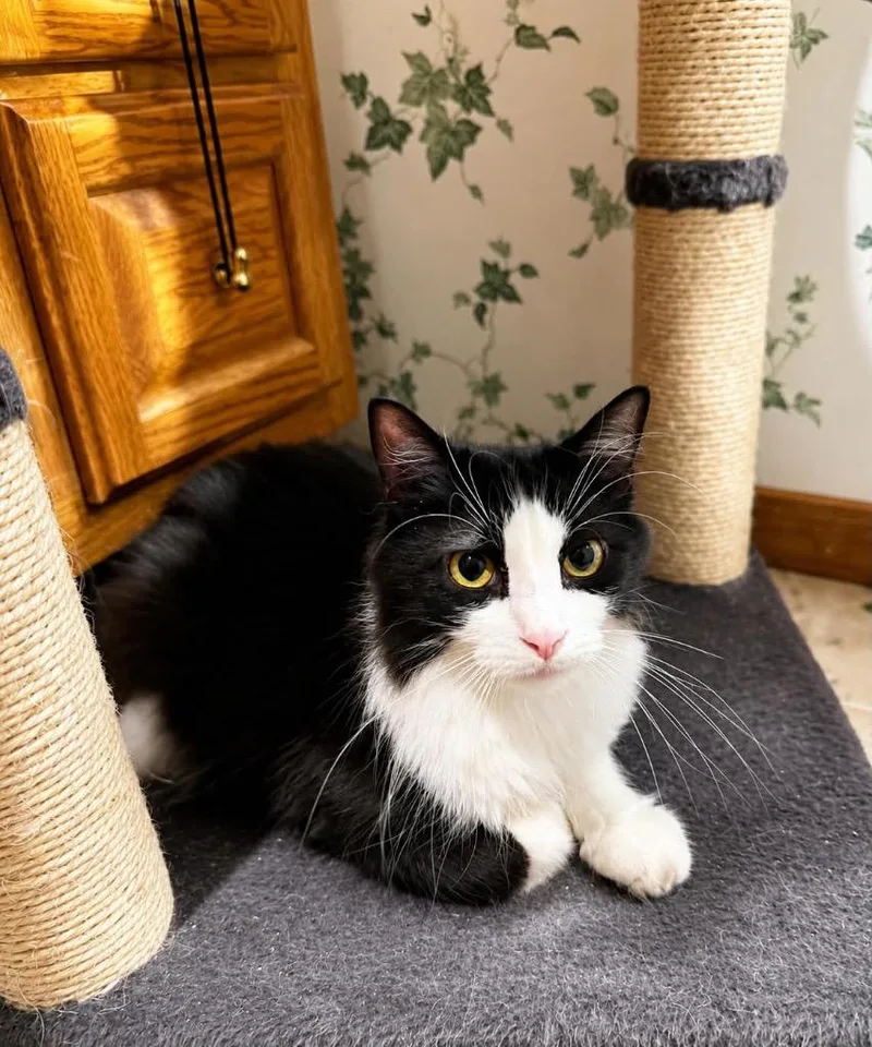 A young medium-sized female Domestic Long Hair cat named Baby for adoption in Fond Du Lac, WI
