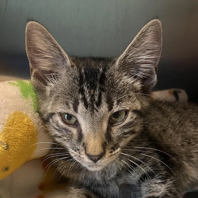A baby small-sized female Gray / Blue / Silver American Shorthair cat named Bridgette for adoption in Clarksville, AR