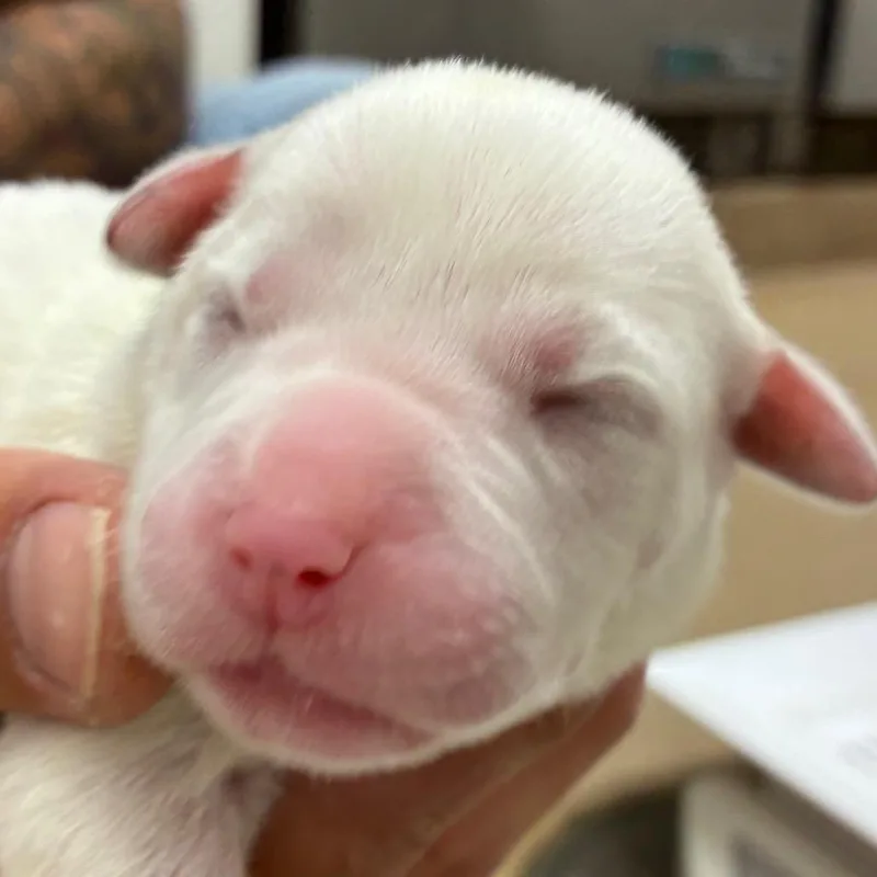 A baby small-sized female White / Cream Husky dog named Meadow for adoption in Corpus Christi, TX