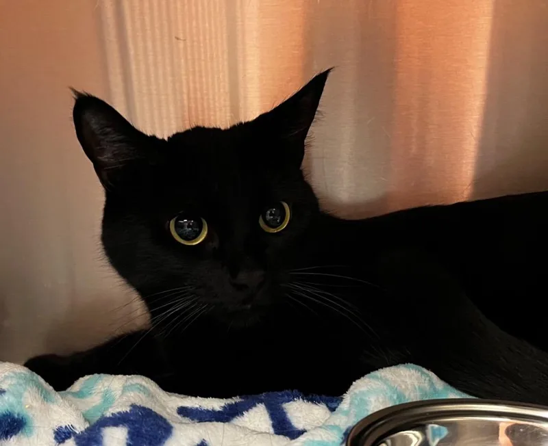 A young medium-sized female Domestic Short Hair cat named Mowgli for adoption in Logan, UT