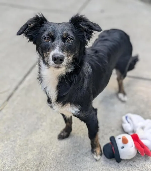 A young small-sized female Border Collie dog named Baby Spinach for adoption in Santa Rosa, CA