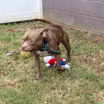 An adult medium-sized female Mixed Breed dog named Sandy for adoption in Chamblee, GA