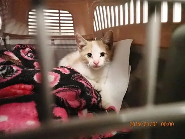 A baby small-sized male Domestic Short Hair cat named Orange Juice for adoption in Saint Peters, MO