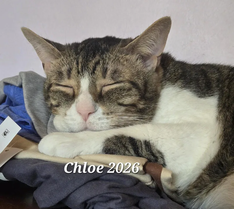An adult medium-sized female Domestic Short Hair cat named Chloe for adoption in Rochester, NY