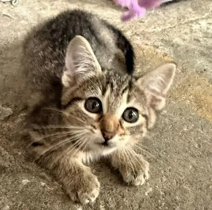 A baby small-sized female Brown / Chocolate Domestic Short Hair cat named Penney for adoption in Kansas City, MO