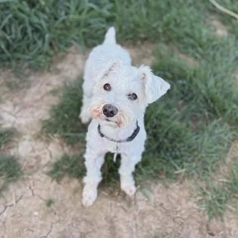 An adult small-sized male White / Cream Miniature Schnauzer dog named Dexter for adoption in Zuni, VA