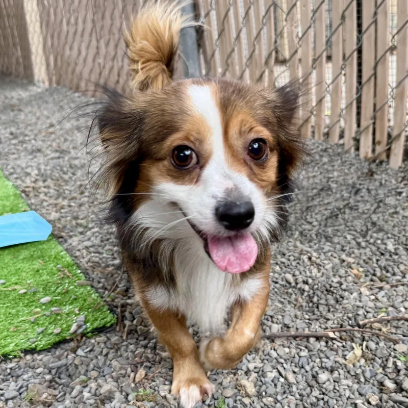 A young medium-sized male Chihuahua dog named Gecko for adoption in Oakland, CA
