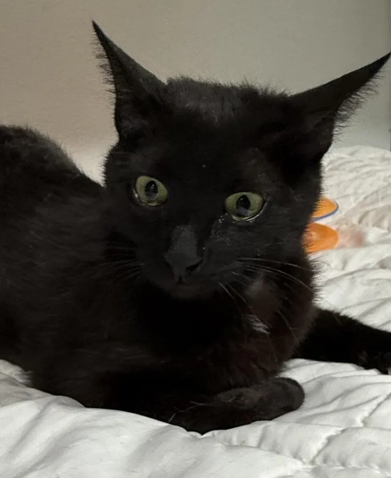 An adult large-sized female Black Domestic Short Hair cat named Guinevere for adoption in Jackson, GA