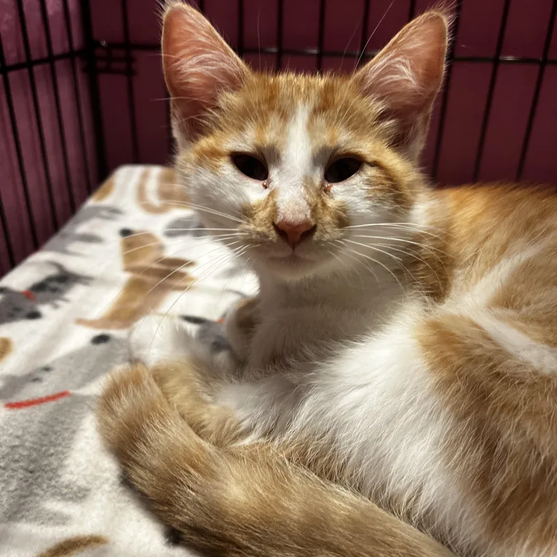 A baby medium-sized male Orange & White Domestic Short Hair cat named Hamilton for adoption in Minneapolis, MN