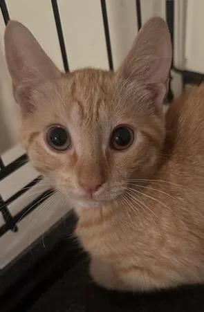 A baby medium-sized female Tabby (Orange / Red) Domestic Short Hair cat named Lorelai for adoption in Colonia, NJ