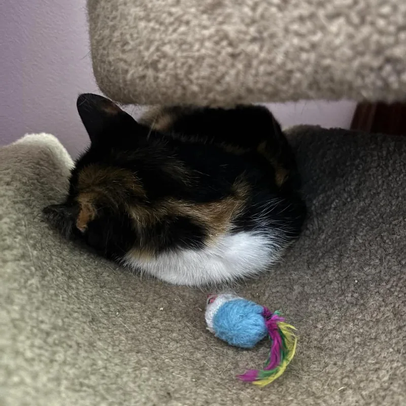 A young small-sized female Calico Domestic Short Hair cat named Coco for adoption in Ephrata, PA