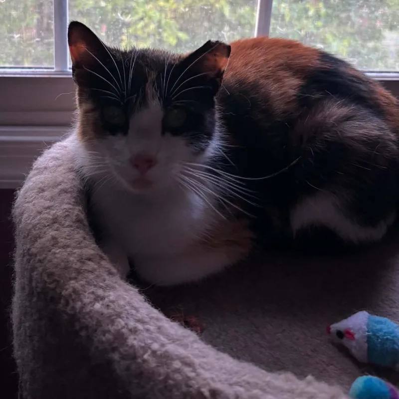 Coco thumbnail 2