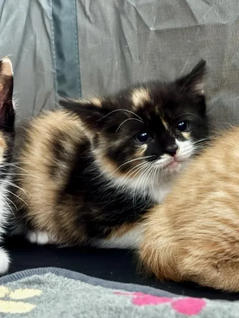 A baby small-sized female Domestic Short Hair cat named Lamb Chop for adoption in Bethel Park, PA
