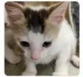 A baby small-sized male Domestic Short Hair cat named Bomba for adoption in Washington, DC