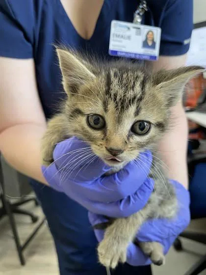 A baby small-sized female Domestic Short Hair cat named Sarabi for adoption in Fairhope, AL