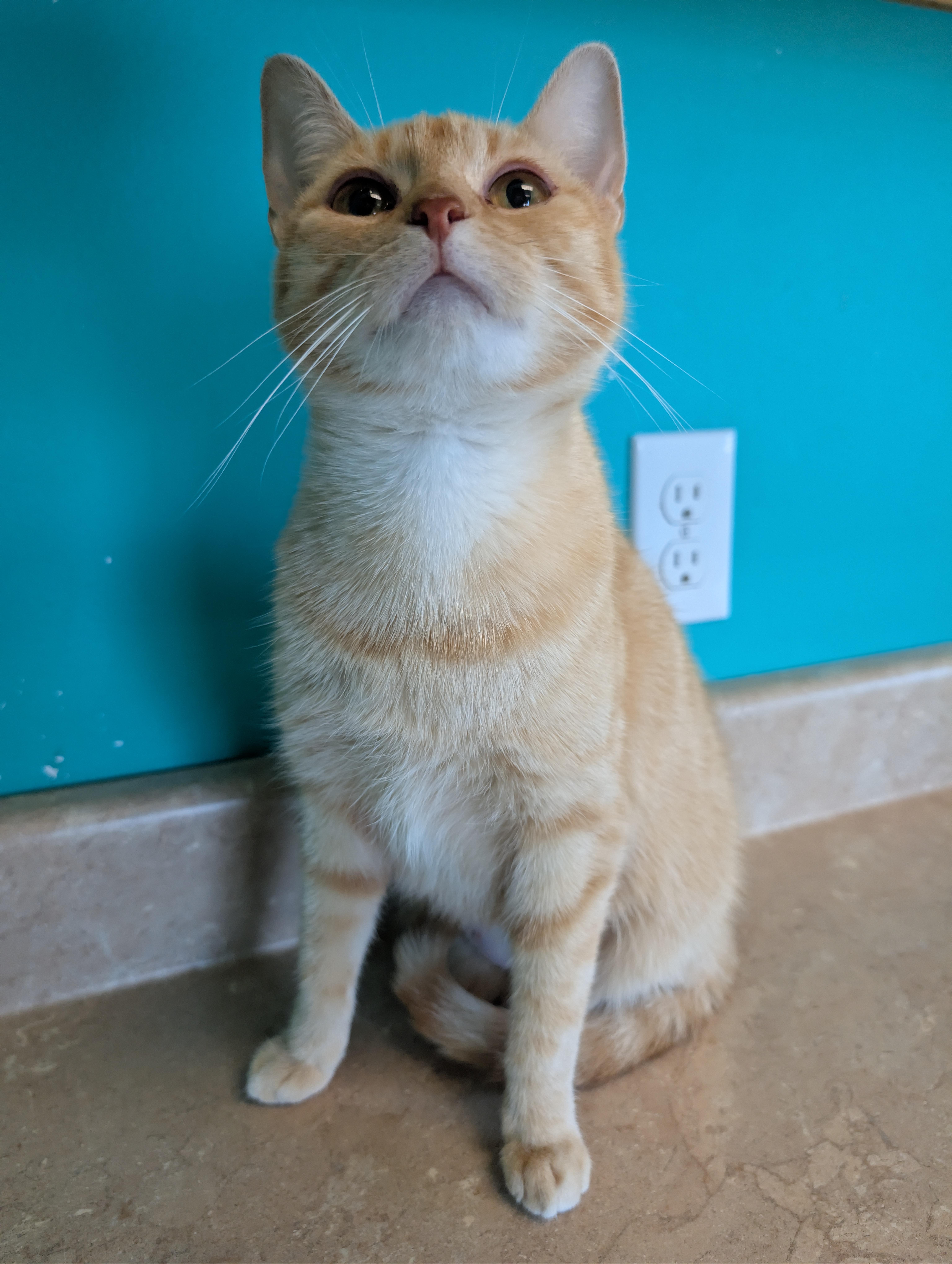 An adult medium-sized female Tabby (Orange / Red) Domestic Short Hair cat named Coconut Cream for adoption in Brookings, SD