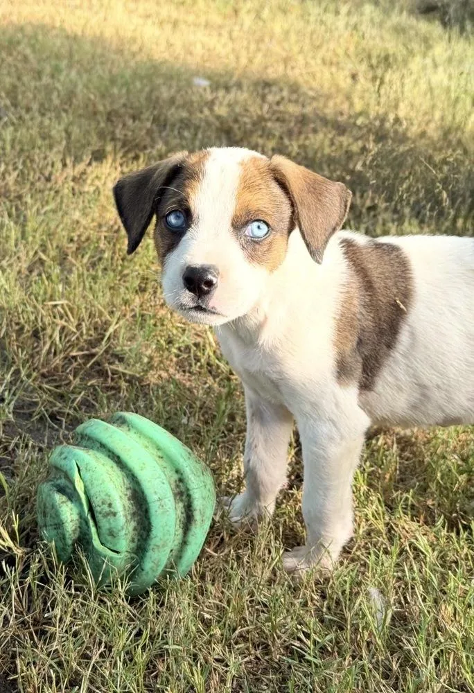 A baby small-sized male Tricolor (Brown, Black, & White) Mixed Breed dog named Strudel for adoption in Brookshire, TX