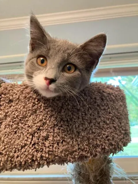 A baby medium-sized female Gray & White Domestic Short Hair cat named Dolly for adoption in Sterling Heights, MI