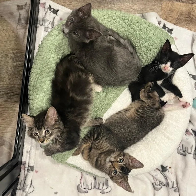 Sylvester Plump