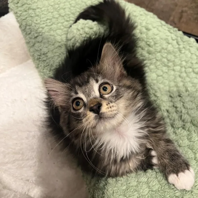Sylvester Plump thumbnail 3